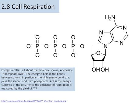 2.8 Cell Respiration Energy in cells is all about the molecule shown, Adenosine Triphosphate (ATP). The energy is held in the bonds between atoms, in particular.