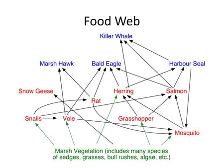 Food Web.