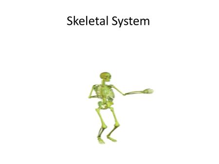 Skeletal System. Q What is a skeleton? A: All bones in our body are connected to form a skeleton.