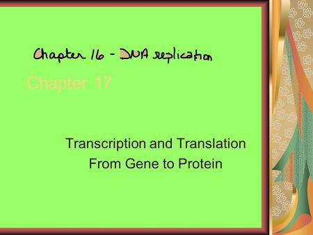 Chapter 17 Transcription and Translation From Gene to Protein.