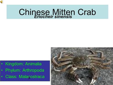 Chinese Mitten Crab Eriocheir sinensis Kingdom: Animalia Phylum: Arthropoda Class: Malacostraca K.