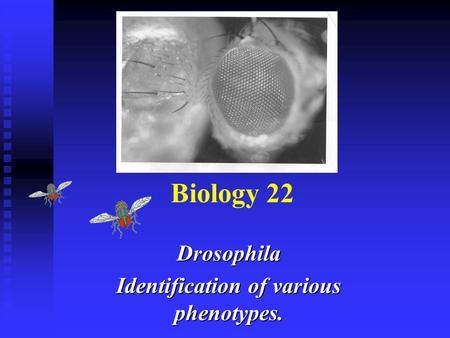 Drosophila Identification of various phenotypes.