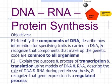 DNA – RNA – Protein Synthesis