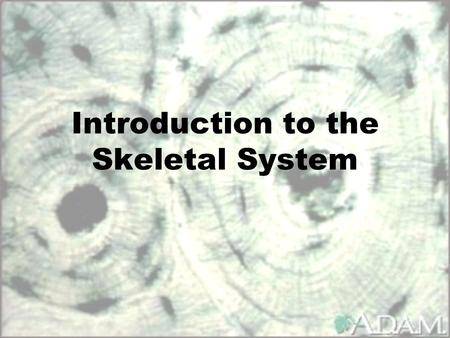 Introduction to the Skeletal System. Major Functions Support Protection Movement Storage (Minerals- Calcium, Phosphate) Blood cell formation (hematopoiesis)