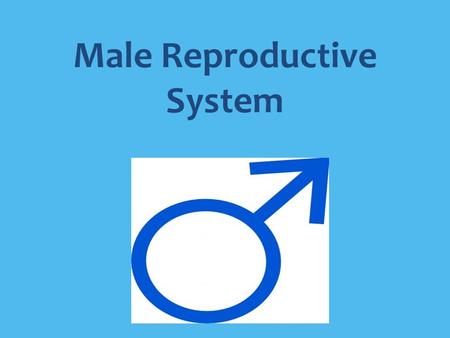 Male Reproductive System. The Male Reproductive System The functions of the male reproductive system are to produce testosterone, produce and store sperm,