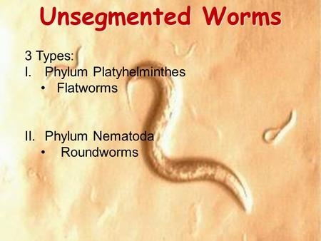 Unsegmented Worms 3 Types: I.Phylum Platyhelminthes Flatworms II.Phylum Nematoda Roundworms.