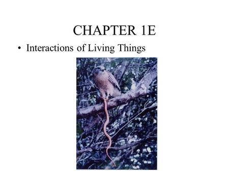 CHAPTER 1E Interactions of Living Things. Everything is Connected….. ALL Living things are connected somehow Ecology – the study of how they are connected.