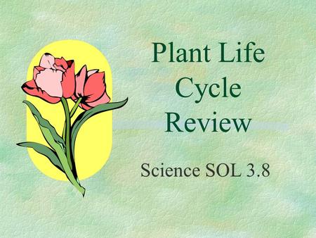Plant Life Cycle Review Science SOL 3.8. Do You Remember? §See how much you remember about plants. §Try to answer the questions before the answer appears.