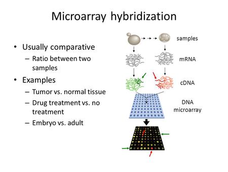 Microarray hybridization Usually comparative – Ratio between two samples Examples – Tumor vs. normal tissue – Drug treatment vs. no treatment – Embryo.