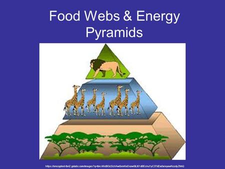 Food Webs & Energy Pyramids https://encrypted-tbn2.gstatic.com/images?q=tbn:ANd9GcSIzVAw0xmKeDcew5lLt01d0EcInJ1yC3TdDa0aIeyawNzzdyZhhQ.