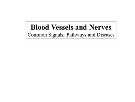 Blood Vessels and Nerves Common Signals, Pathways and Diseases.