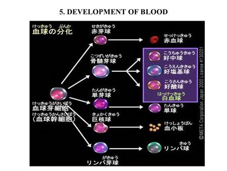 5. DEVELOPMENT OF BLOOD.