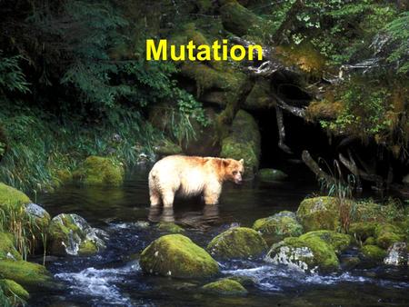 Mutation.