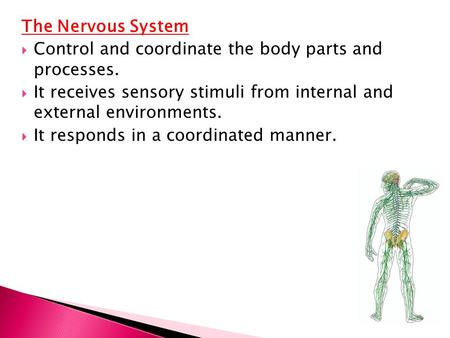 The Nervous System Control and coordinate the body parts and processes. It receives sensory stimuli from internal and external environments. It responds.