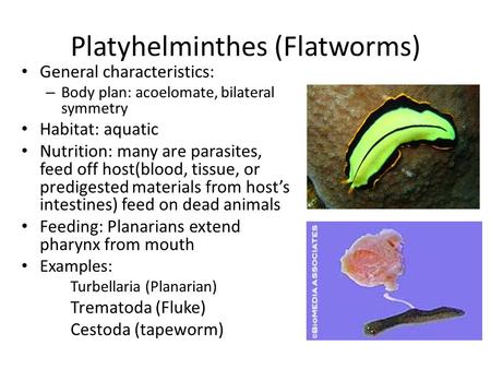 Platyhelminthes (Flatworms) General characteristics: – Body plan: acoelomate, bilateral symmetry Habitat: aquatic Nutrition: many are parasites, feed off.