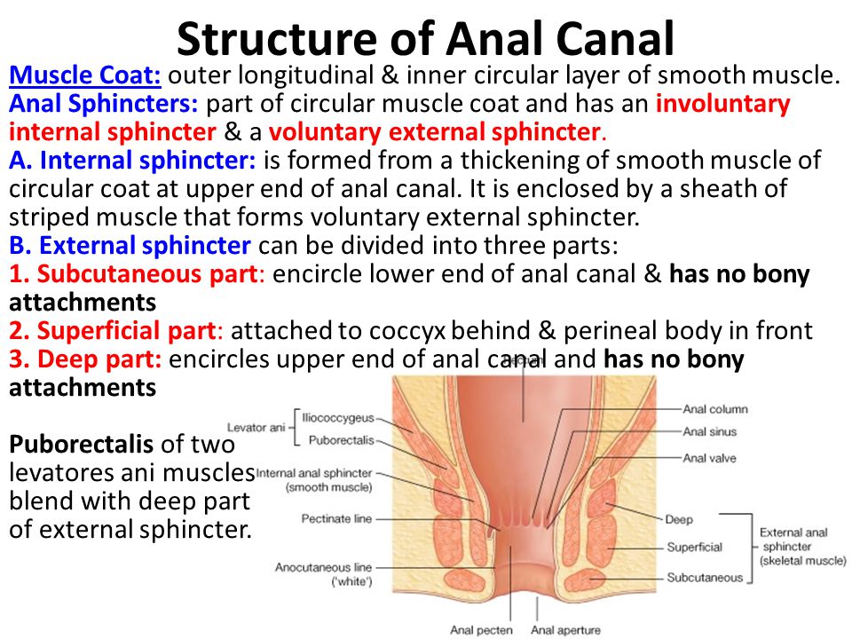 Anal Structure 97