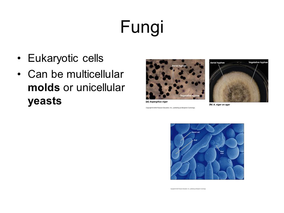 Is aspergillus single or multicellular