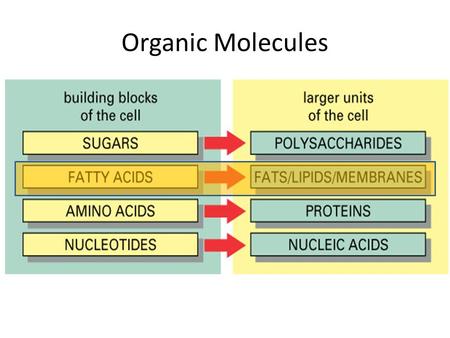Organic Molecules.