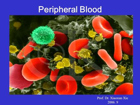 Peripheral Blood Prof. Dr. Xiaoxun Xie 2006. 9 * a specialized form of C.T. * a circulating tissue * as a transporting medium * a total volume about.