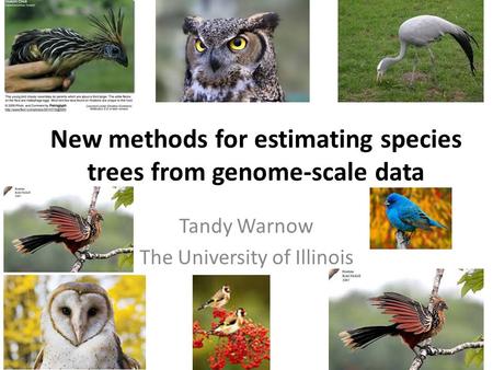 New methods for estimating species trees from genome-scale data Tandy Warnow The University of Illinois.