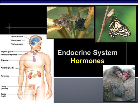 AP Biology 2007-2008 Endocrine System Hormones AP Biology  Hormone: chemicals secreted by cells that regulate other cells  Gland: organ whose cells.