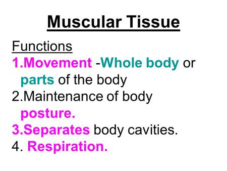 Functions 1.Movement -Whole body or parts of the body 2.Maintenance of body posture. 3.Separates body cavities. 4. Respiration. Muscular Tissue.