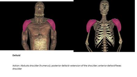 Deltoid Action: Abducts shoulder (humerus); posterior deltoid- extension of the shoulder; anterior deltoid flexes shoulder.