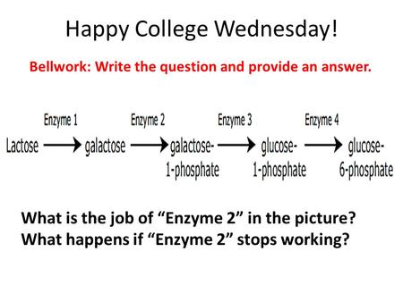 Happy College Wednesday! Bellwork: Write the question and provide an answer. What is the job of “Enzyme 2” in the picture? What happens if “Enzyme 2” stops.