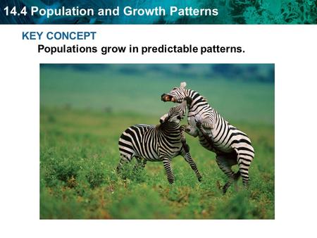 KEY CONCEPT  Populations grow in predictable patterns.
