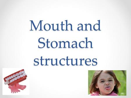 Mouth and Stomach structures. The tongue When you chew food into smaller bits some of them dissolve into your saliva Once food particles are in solution.
