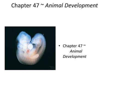 Chapter 47 ~Animal Development. 2005-2006 Fertilization.