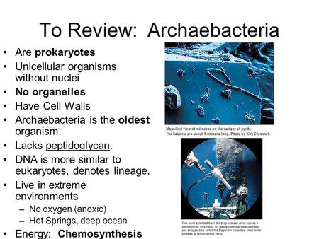 To Review: Archaebacteria