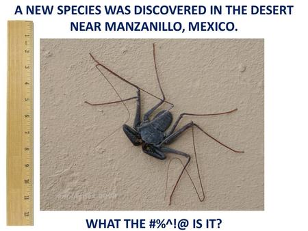 A NEW SPECIES WAS DISCOVERED IN THE DESERT NEAR MANZANILLO, MEXICO. WHAT THE IS IT?