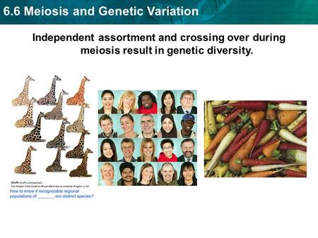 6.6 Meiosis and Genetic Variation Independent assortment and crossing over during meiosis result in genetic diversity.