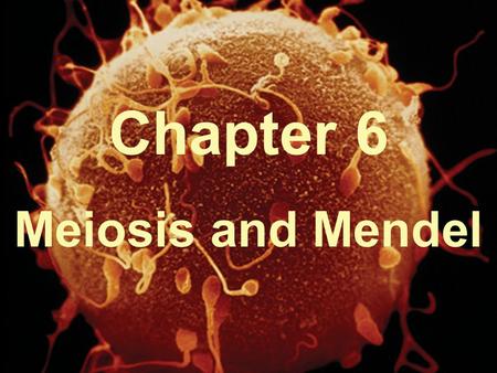 Chapter 6 Meiosis and Mendel.