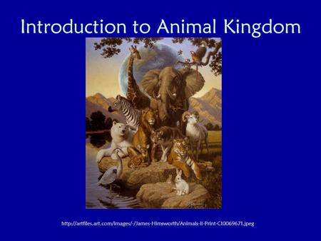 Introduction to Animal Kingdom