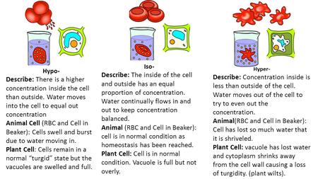 Hypo- Describe: There is a higher concentration inside the cell than outside. Water moves into the cell to equal out concentration Animal Cell (RBC and.