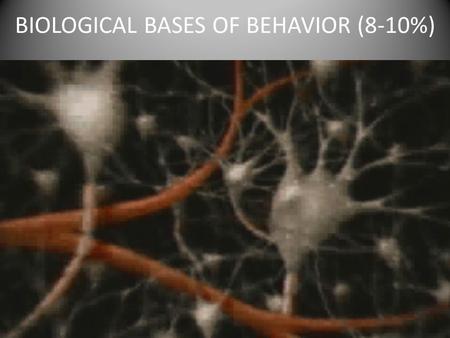 BIOLOGICAL BASES OF BEHAVIOR (8-10%) 8-10%. The Neuron Is the basic building block of the nervous system. It uses both chemical & electrical signals to.