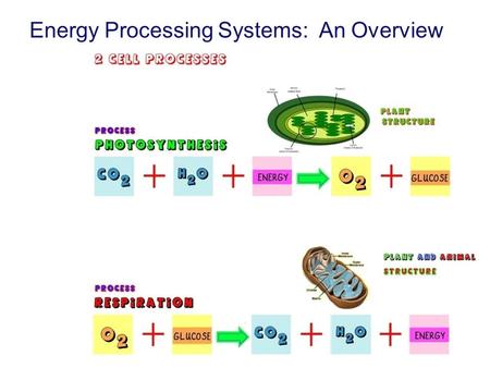 Energy Processing Systems: An Overview Big Questions How do living systems process energy? How do the energy processing systems of autotrophs and heterotrophs.