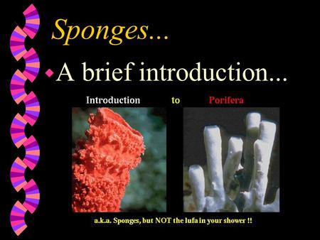 Sponges... w A brief introduction.... SPONGES… – Are in the phylum Porifera. – Aren’t very animal-like - don’t have eyes, or move. – Don’t have true.