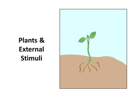 Plants & External Stimuli. When someone shines a bright light in your face, how do you respond?