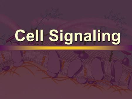 Cell Signaling. Local Signaling Paracrine Paracrine Synaptic Synaptic.