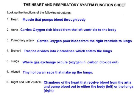 Muscle that pumps blood through body Carries Oxygen rich blood from the left ventricle to the body Carries Oxygen poor blood from the right ventricle to.