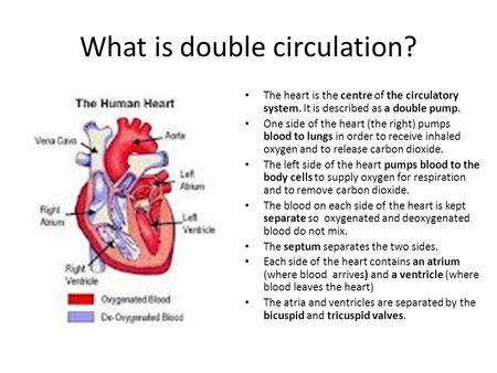 What is double circulation?