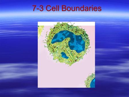 7-3 Cell Boundaries Photo Credit: © Quest/Science Photo Library/Photo Researchers, Inc.