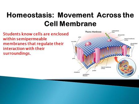 Homeostasis: Movement Across the Cell Membrane Students know cells are enclosed within semipermeable membranes that regulate their interaction with their.
