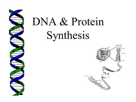 DNA & Protein Synthesis. Vocabulary terms to learn: gene messenger RNA (mRNA) ribosomal RNA (rRNA) transfer RNA (tRNA) transcription RNA polymerase codon.