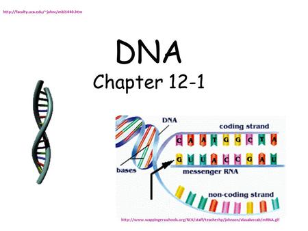 DNA Chapter 12-1