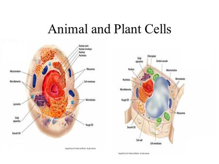 Animal and Plant Cells.