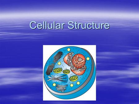Cellular Structure. Nucleus  The control center of the cell.